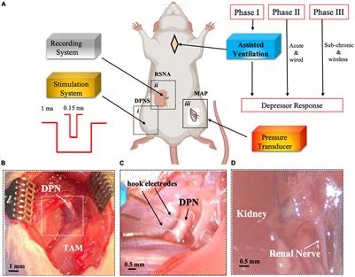 Renal Nerve Activity and Arterial Depressor Responses Induced by Neuromodulation of the Deep Peroneal Nerve in Spontaneously Hypertensive Rats